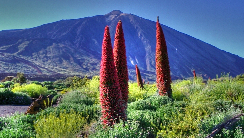 Echium_Wildpretii_at_The_Teide.jpg