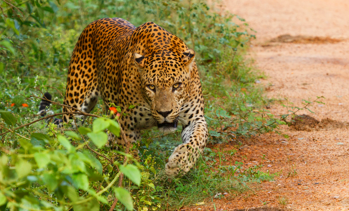 Sri_Lankan_Leopard_-_Yala_National_Park.jpg