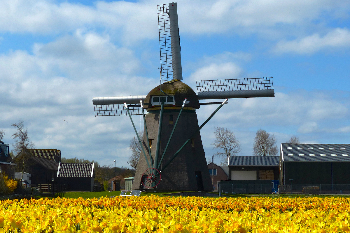 plant-field-farm-flower-windmill-wind-238803-pxhere.jpg
