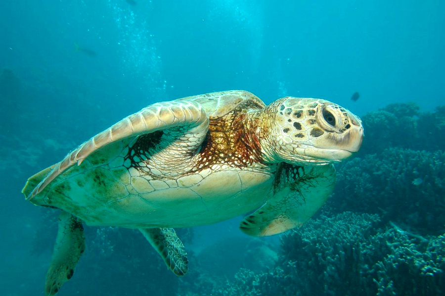 1280px-Great_Barrier_Reef_Cairns_Australia.jpg