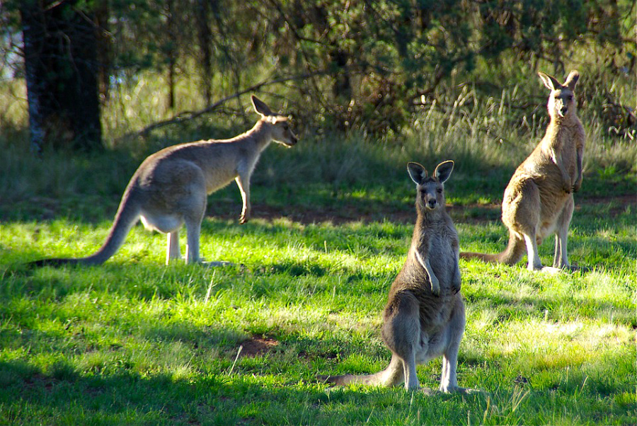 Marsupial-Hop-Australia-Kangaroos-Animal-Kangaroo-340287.jpg