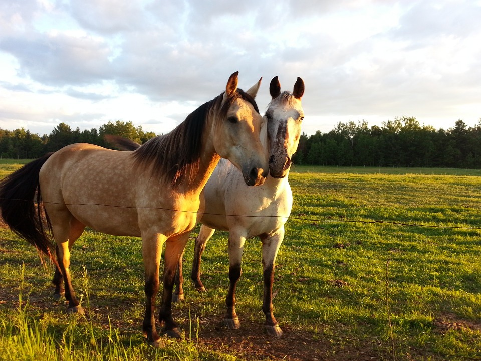 horse-164740_960_720.jpg