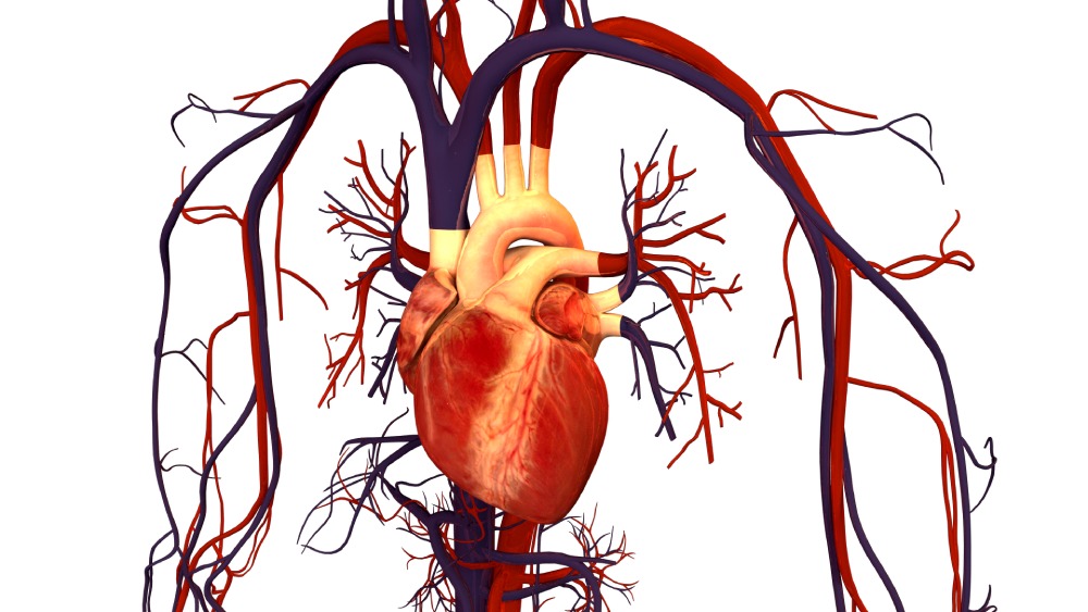 Human_Heart_and_Circulatory_System.jpg
